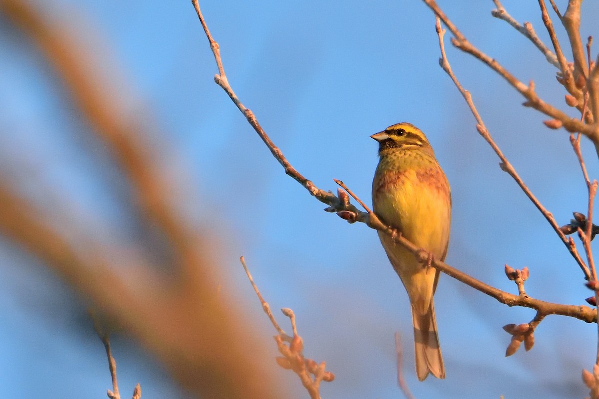 Cirl Bunting - ML396980161