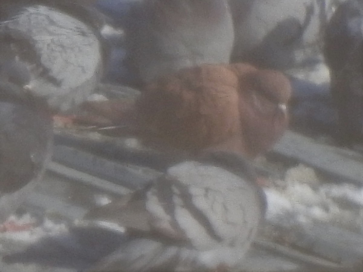 Rock Pigeon (Feral Pigeon) - ML396980501