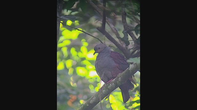 Crested Quail-Dove - ML396980651