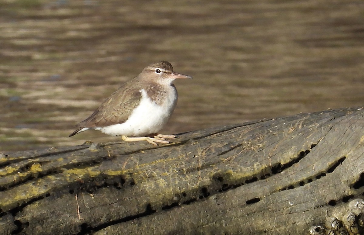 Spotted Sandpiper - Carly Wainwright