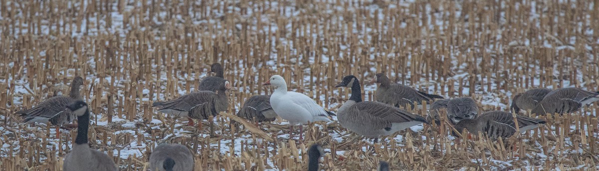 Snow Goose - Joel Strong