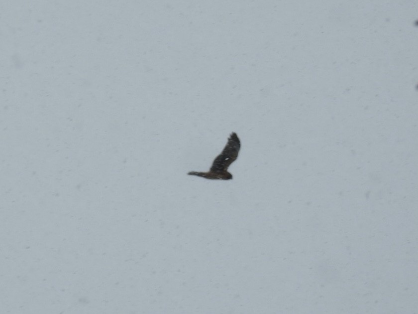 Northern Harrier - ML396981691
