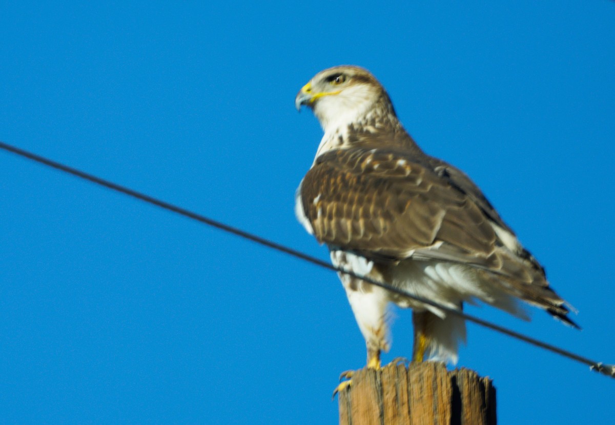 Königsbussard - ML396982171