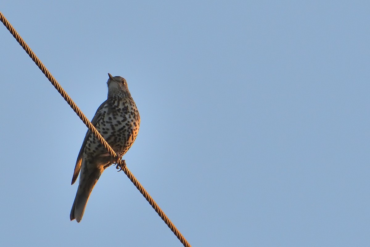 Mistle Thrush - ML396982661