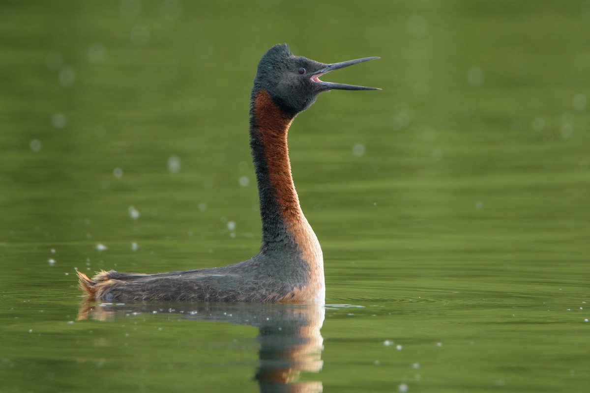 Great Grebe - ML396982781