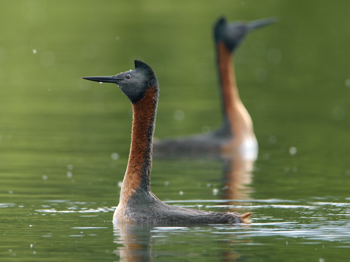 Great Grebe - ML396982791