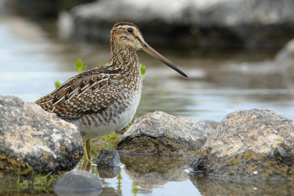 Magellanic Snipe - ML396983901