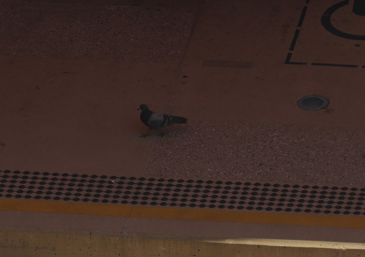Rock Pigeon (Feral Pigeon) - ML396985481