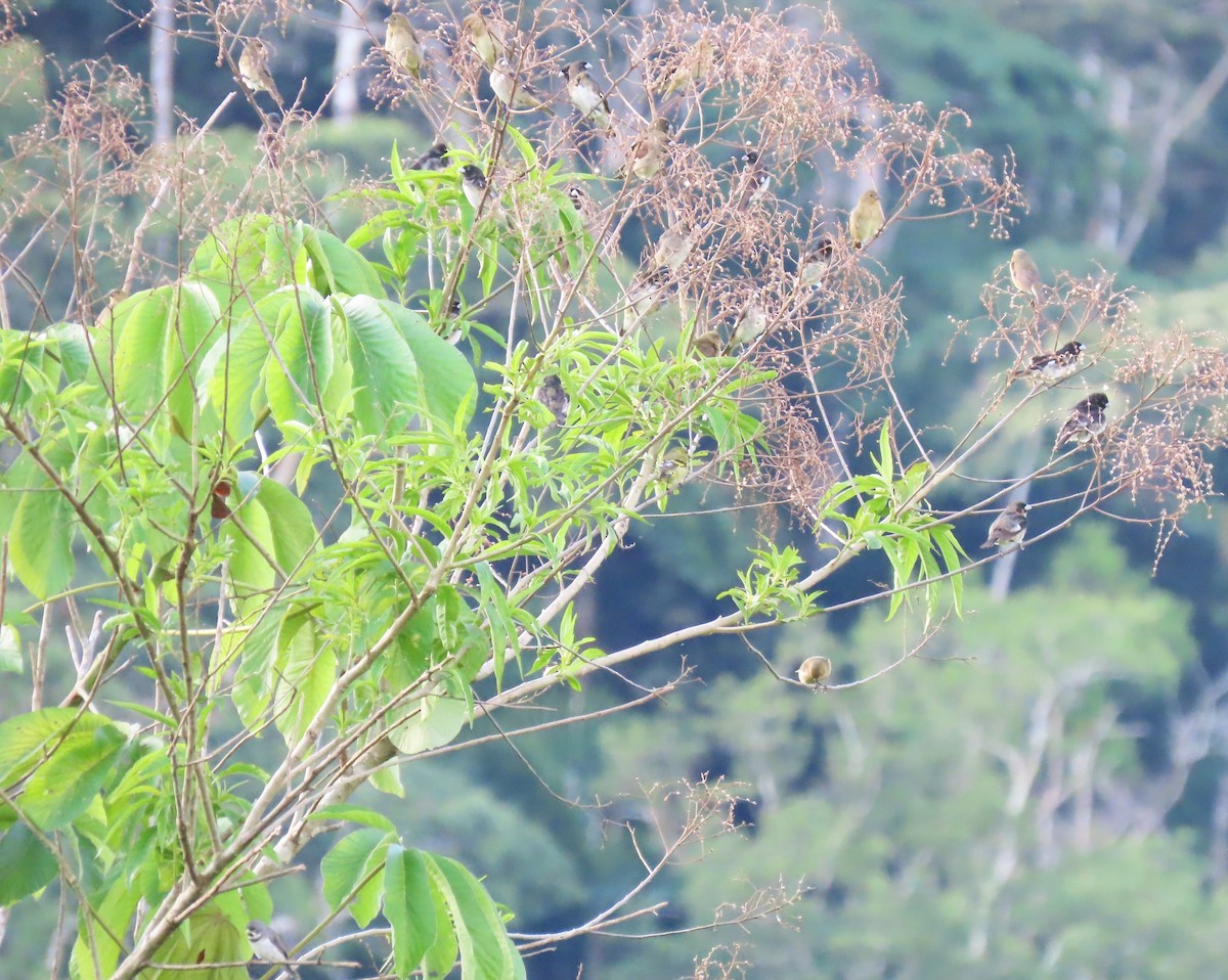 Black-and-white Seedeater - ML396986361