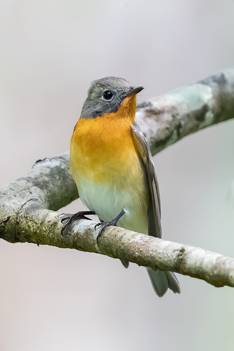 Mugimaki Flycatcher - Raymond  Dan