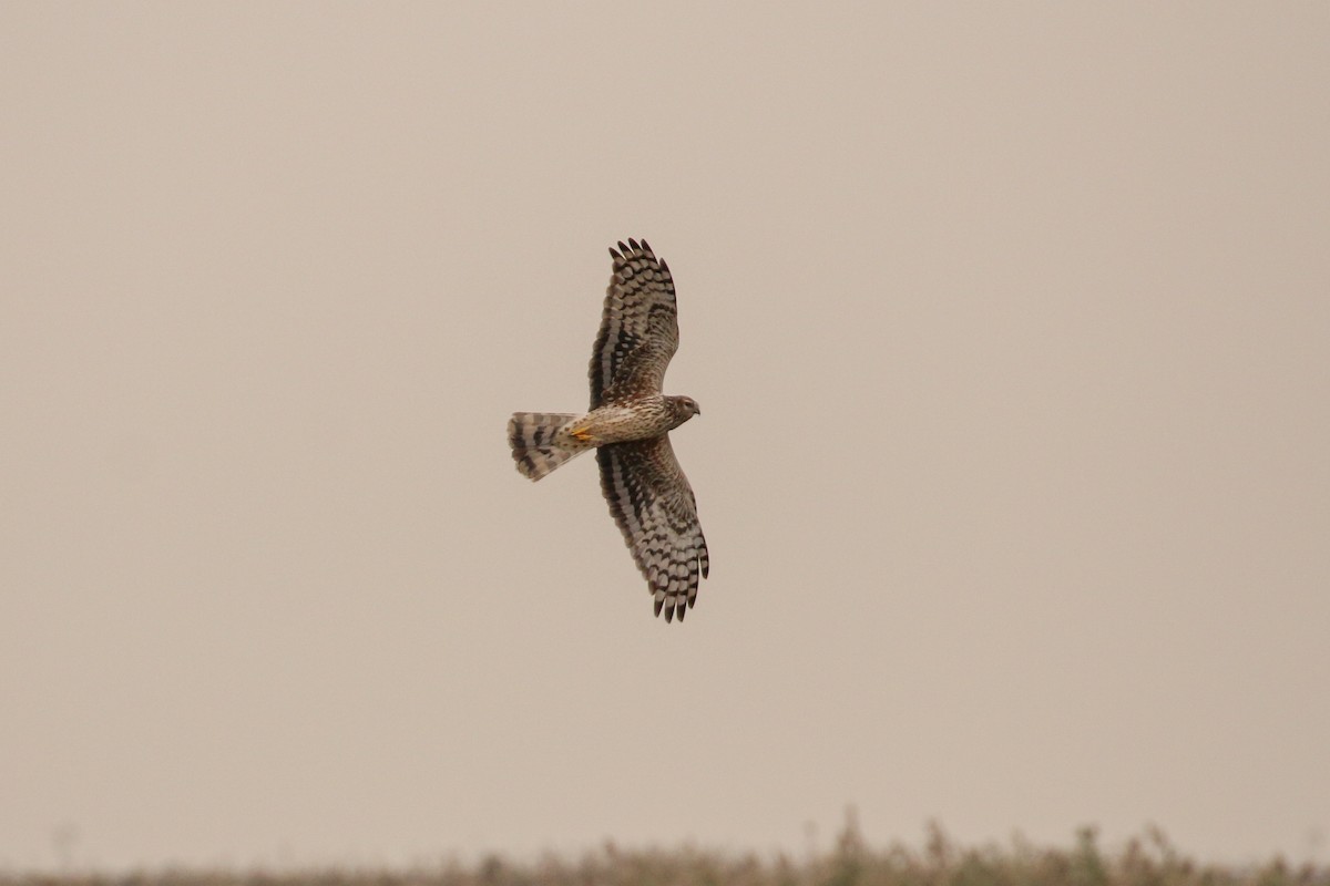 Hen Harrier - Tommy Pedersen