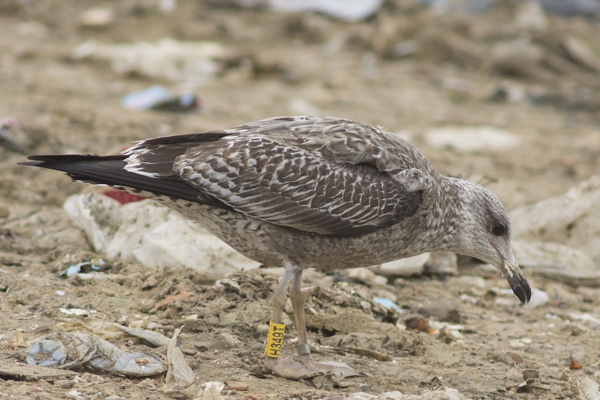 Lesser Black-backed Gull - ML396989321