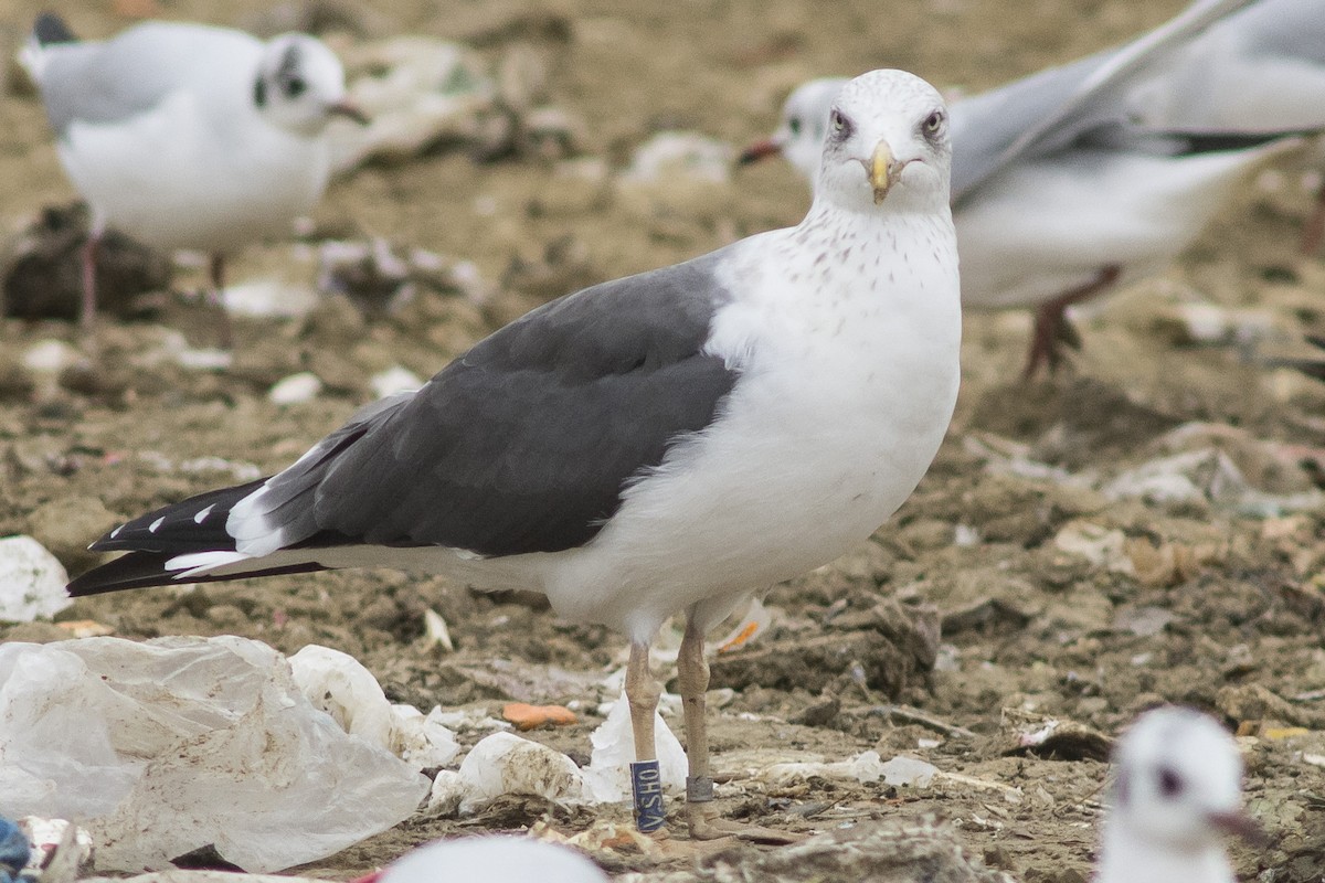 Lesser Black-backed Gull - ML396989961