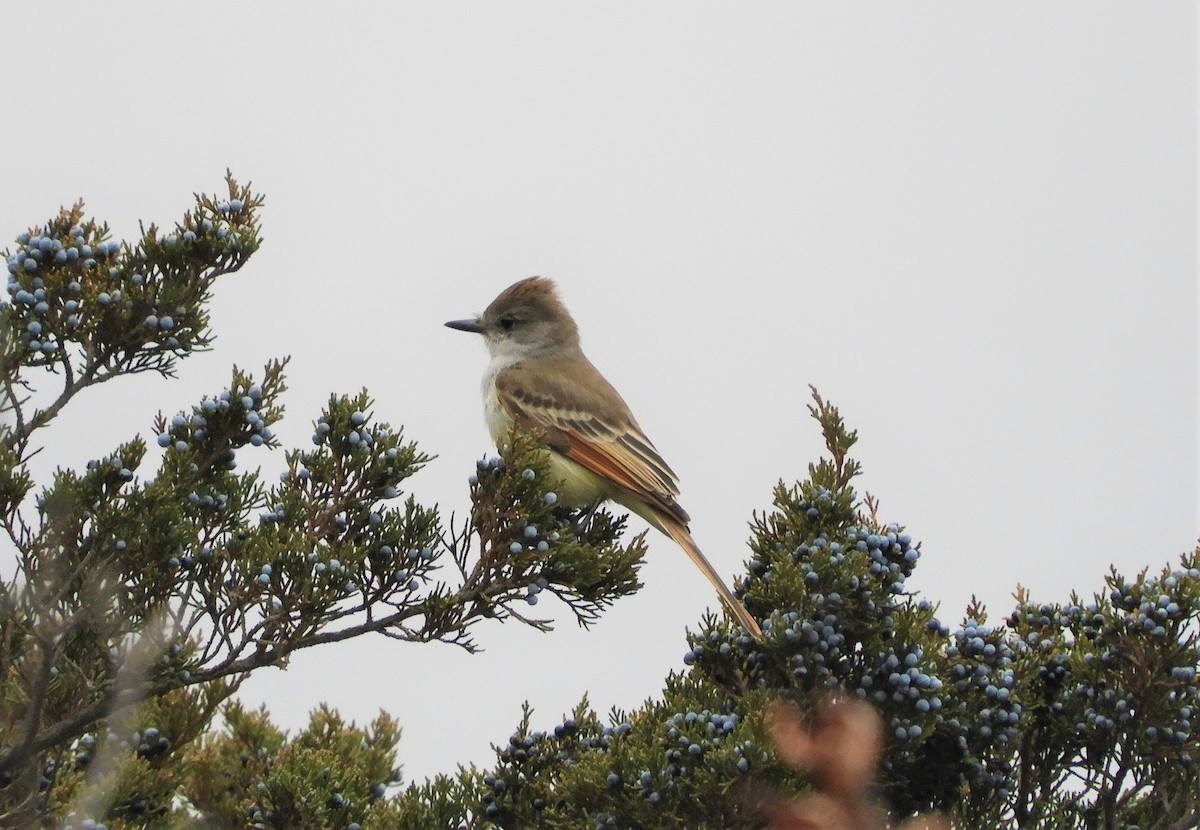 Ash-throated Flycatcher - Scott Barnes