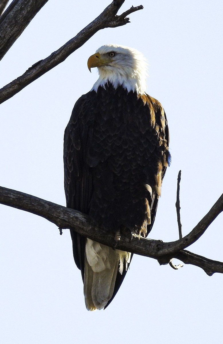 Bald Eagle - ML396994151