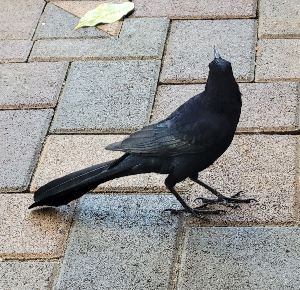 Great-tailed Grackle - ML396994381