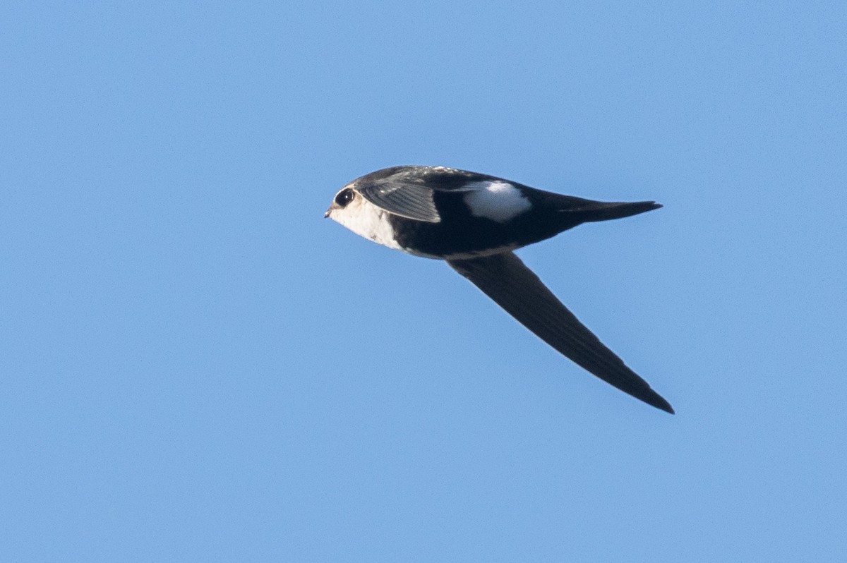 White-throated Swift - Alvaro Jaramillo