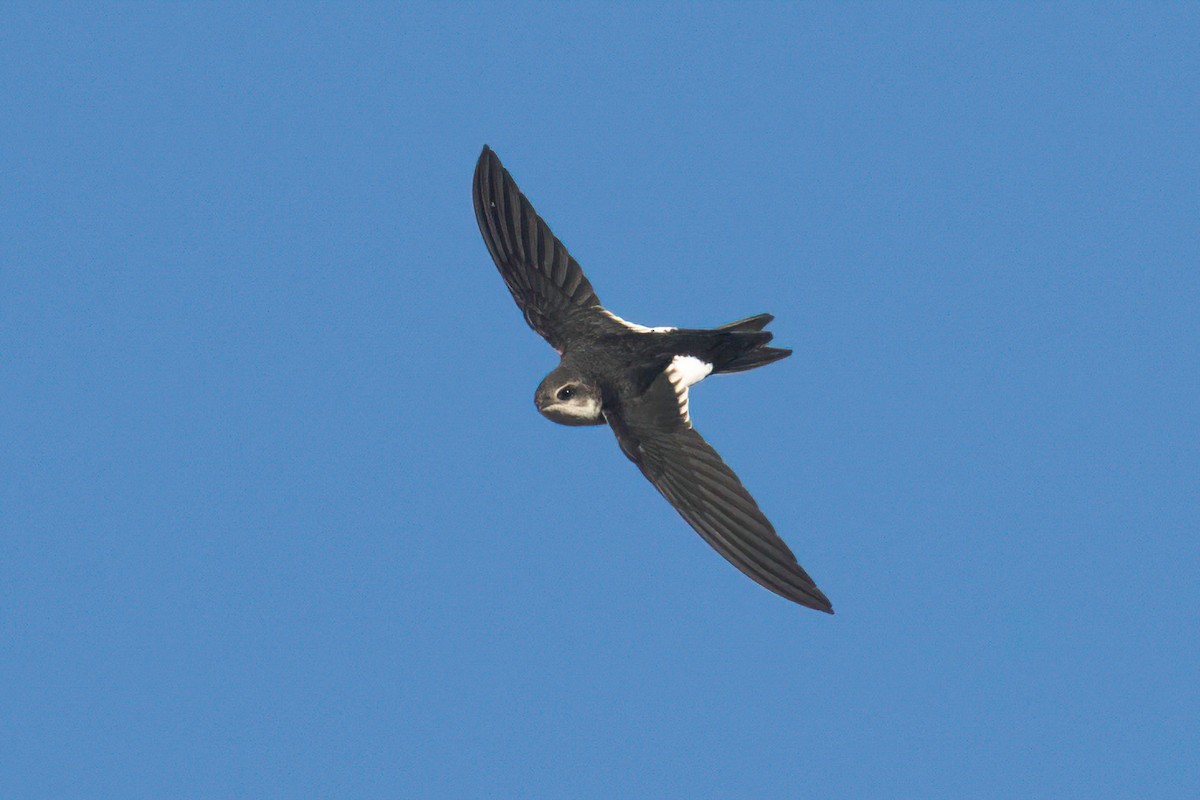 White-throated Swift - Alvaro Jaramillo