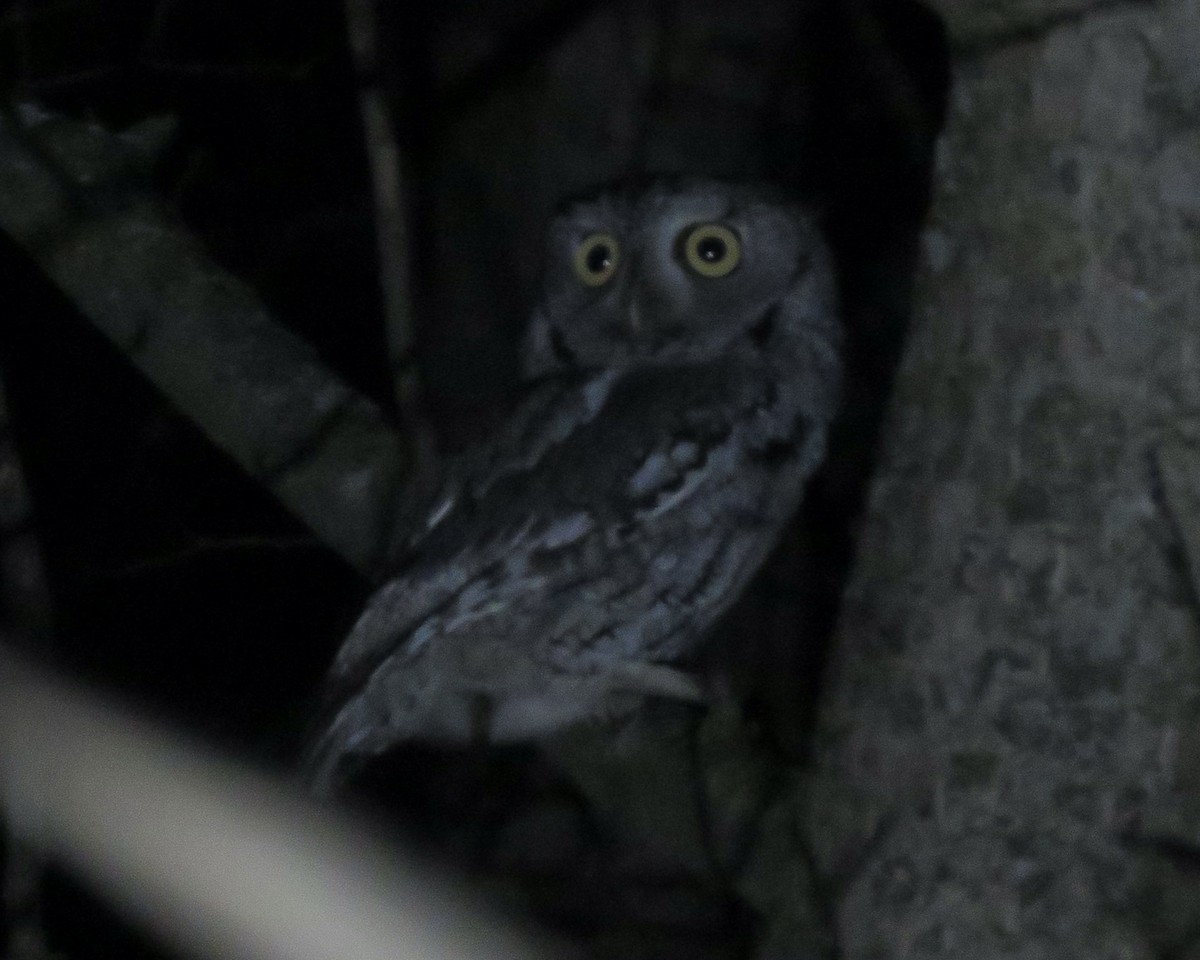 Eastern Screech-Owl - ML396996821