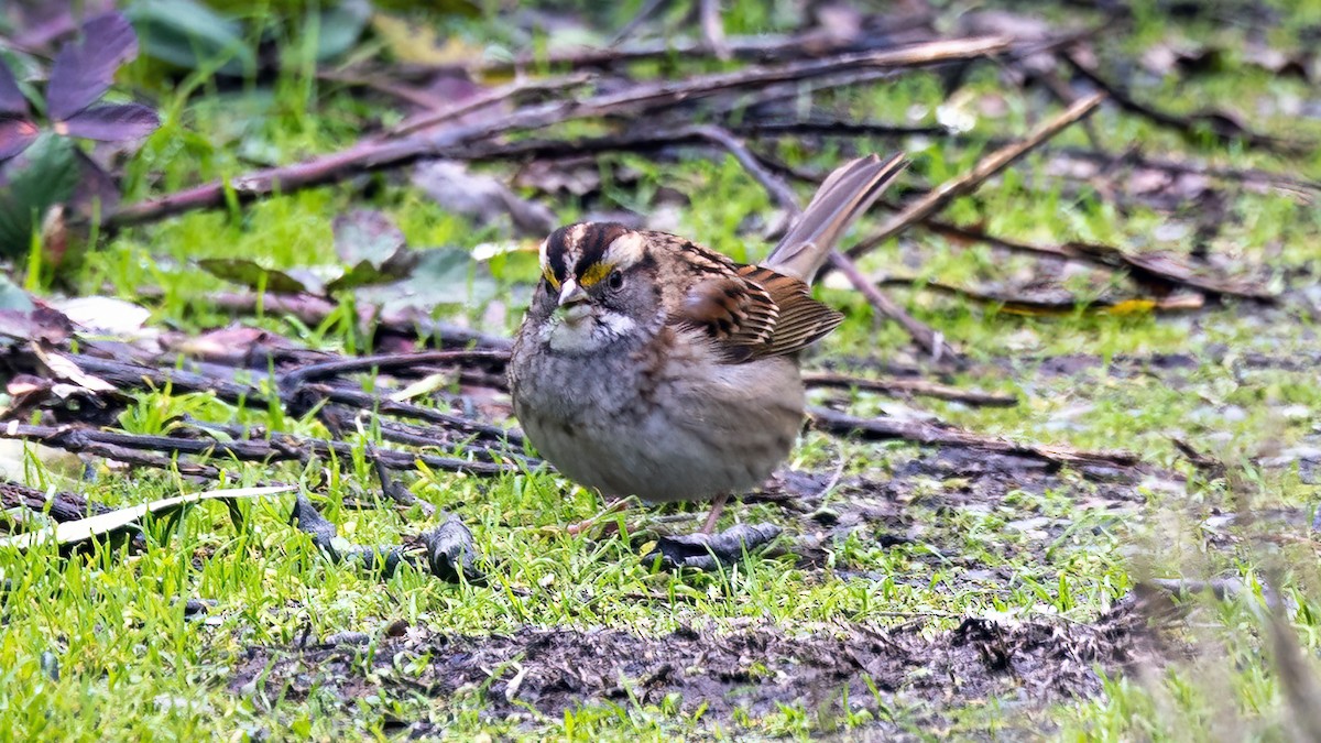 White-throated Sparrow - ML396998261