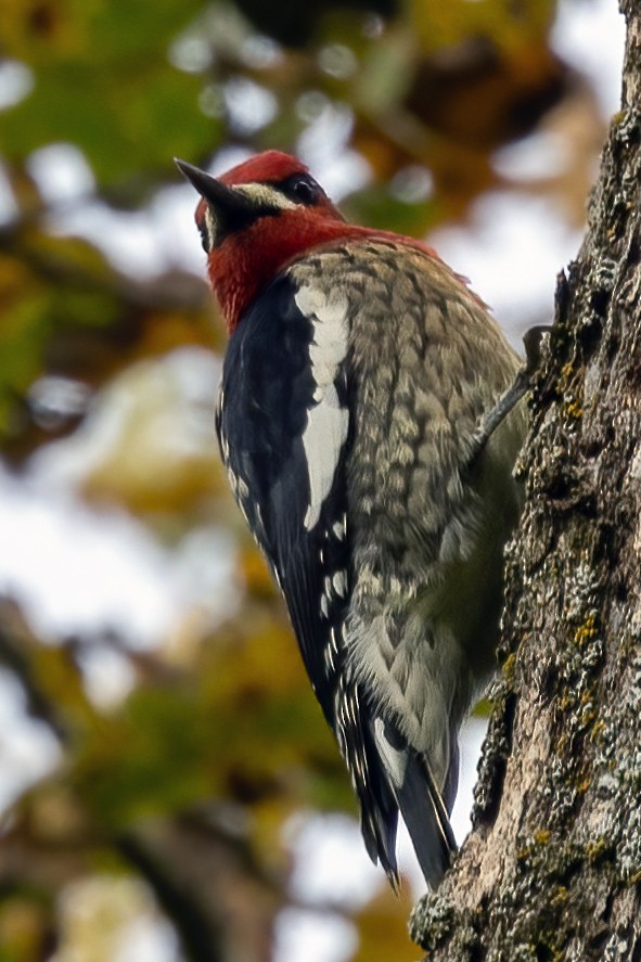Red-breasted Sapsucker - ML396998361