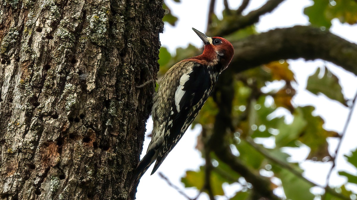 Red-breasted Sapsucker - ML396998371