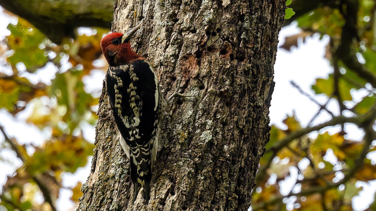 Red-breasted Sapsucker - ML396998381
