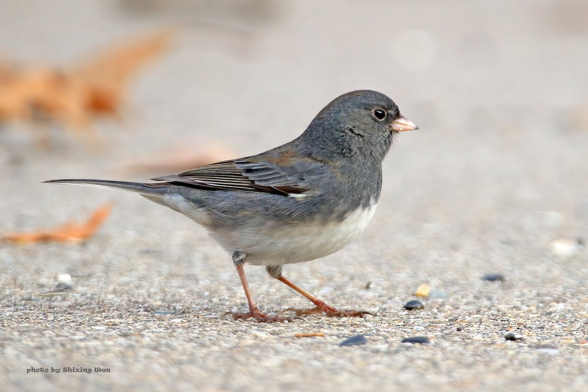 Junco Ojioscuro - ML396998701