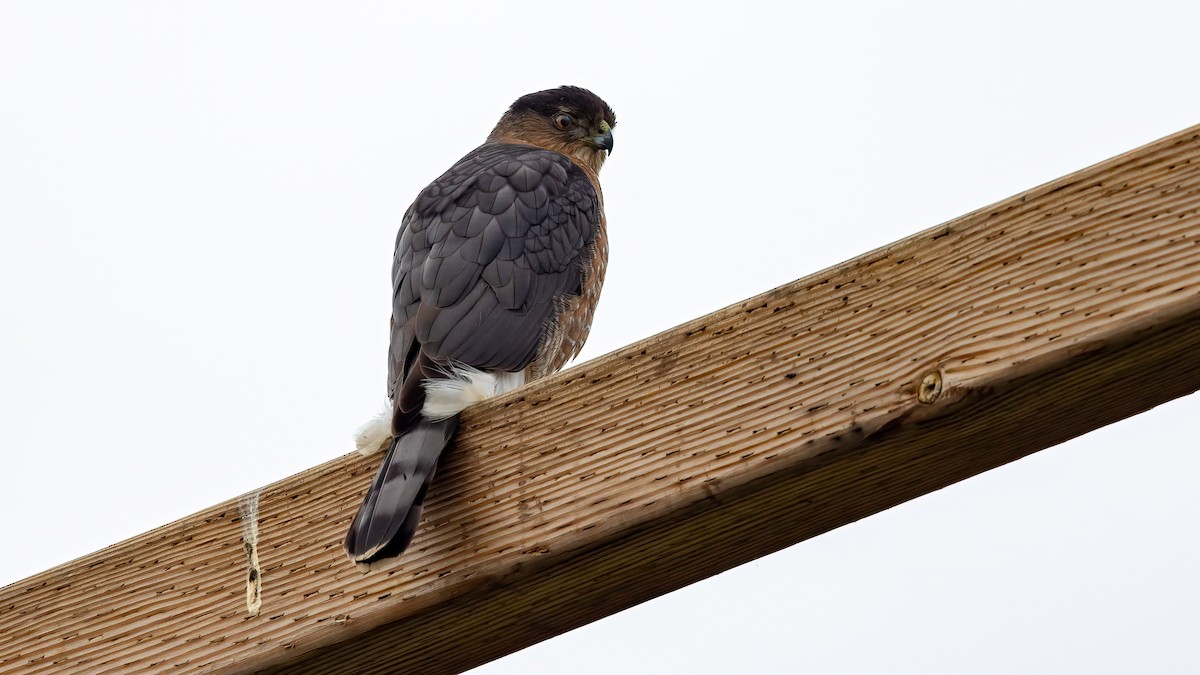 Cooper's Hawk - ML396999631