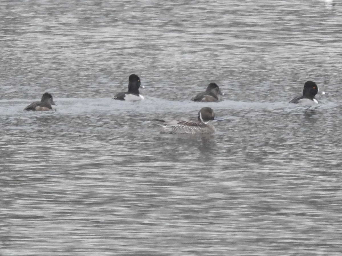 Ring-necked Duck - ML397001021