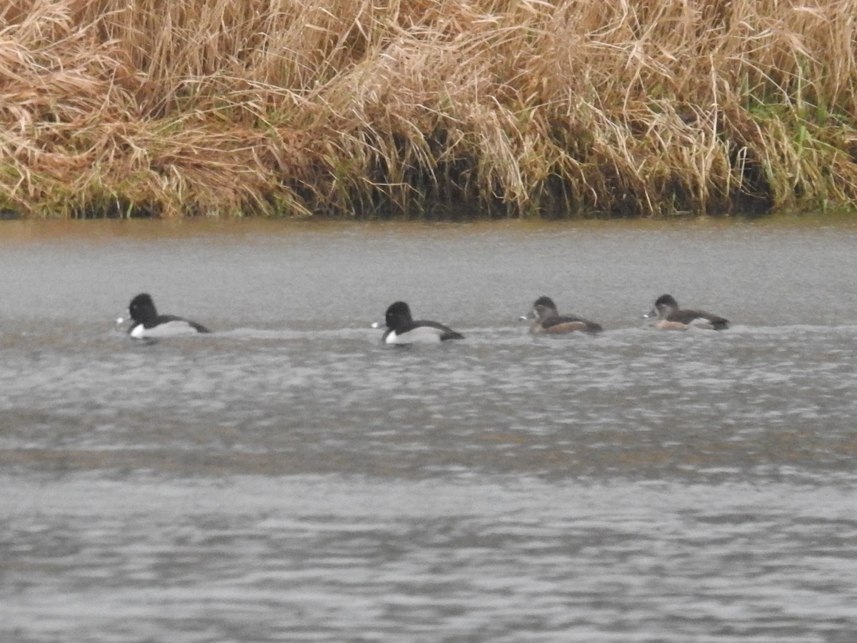 Ring-necked Duck - ML397001261