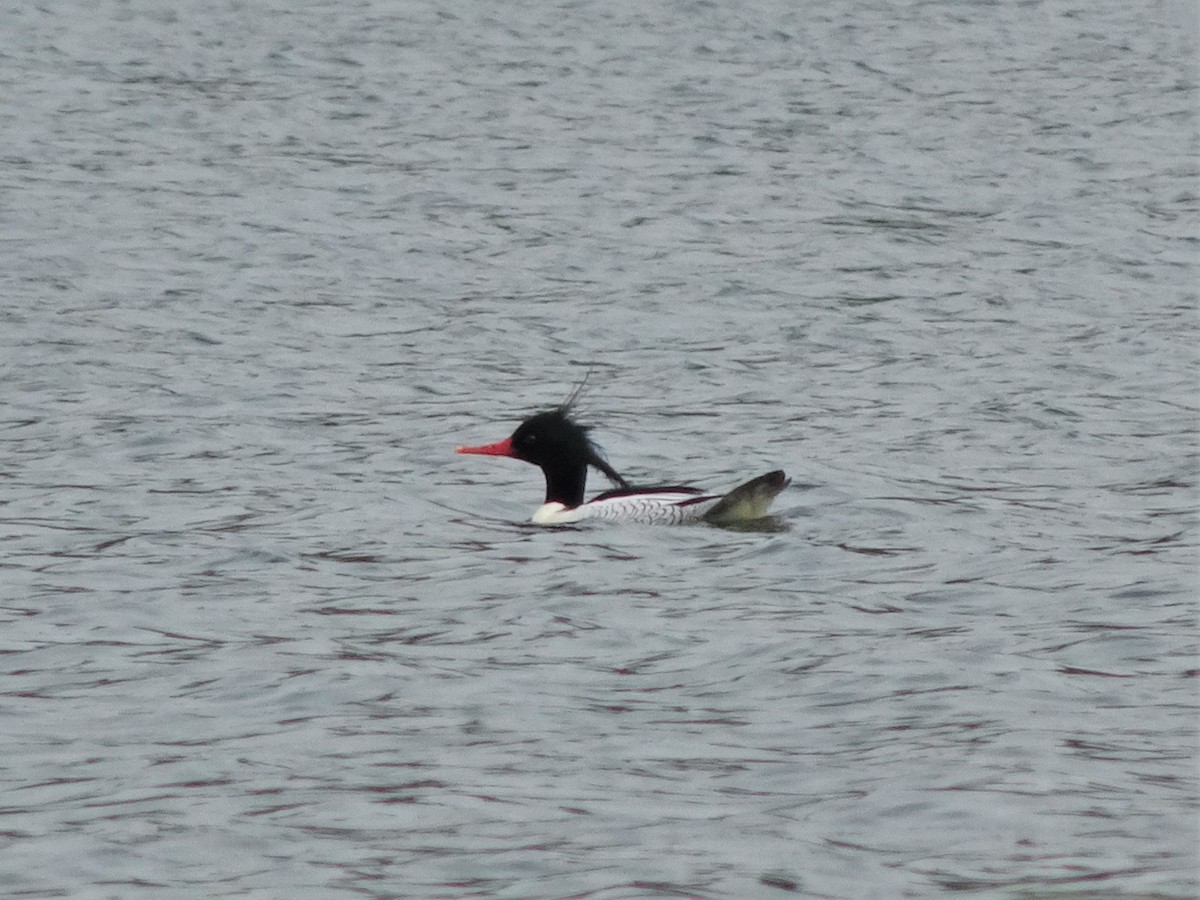 Scaly-sided Merganser - ML397002801