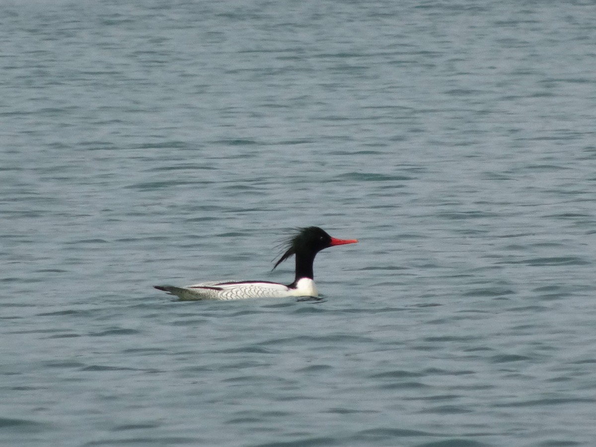 Scaly-sided Merganser - ML397002811