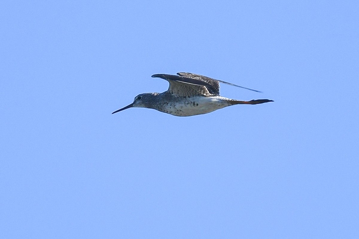 Lesser Yellowlegs - ML397003801