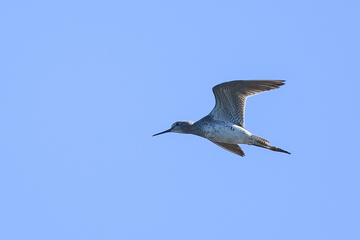 Lesser Yellowlegs - ML397003861