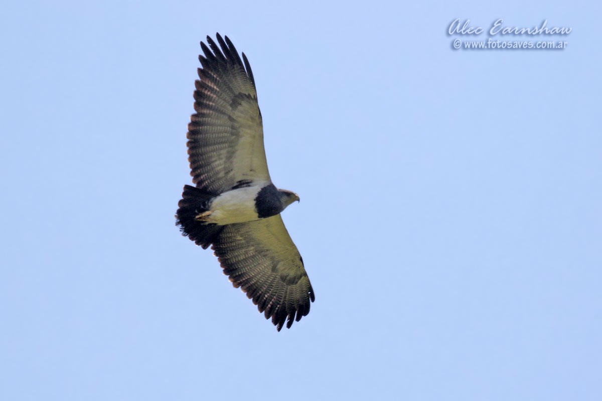 Black-chested Buzzard-Eagle - ML39700441