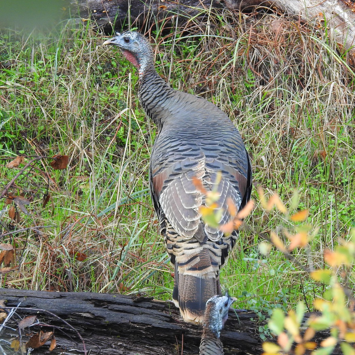 Wild Turkey - ML397004561