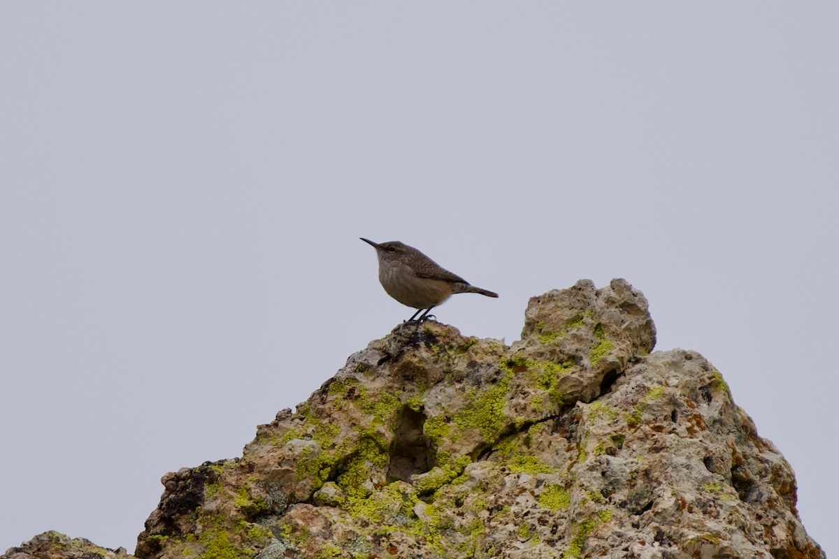 Troglodyte des rochers - ML397005281