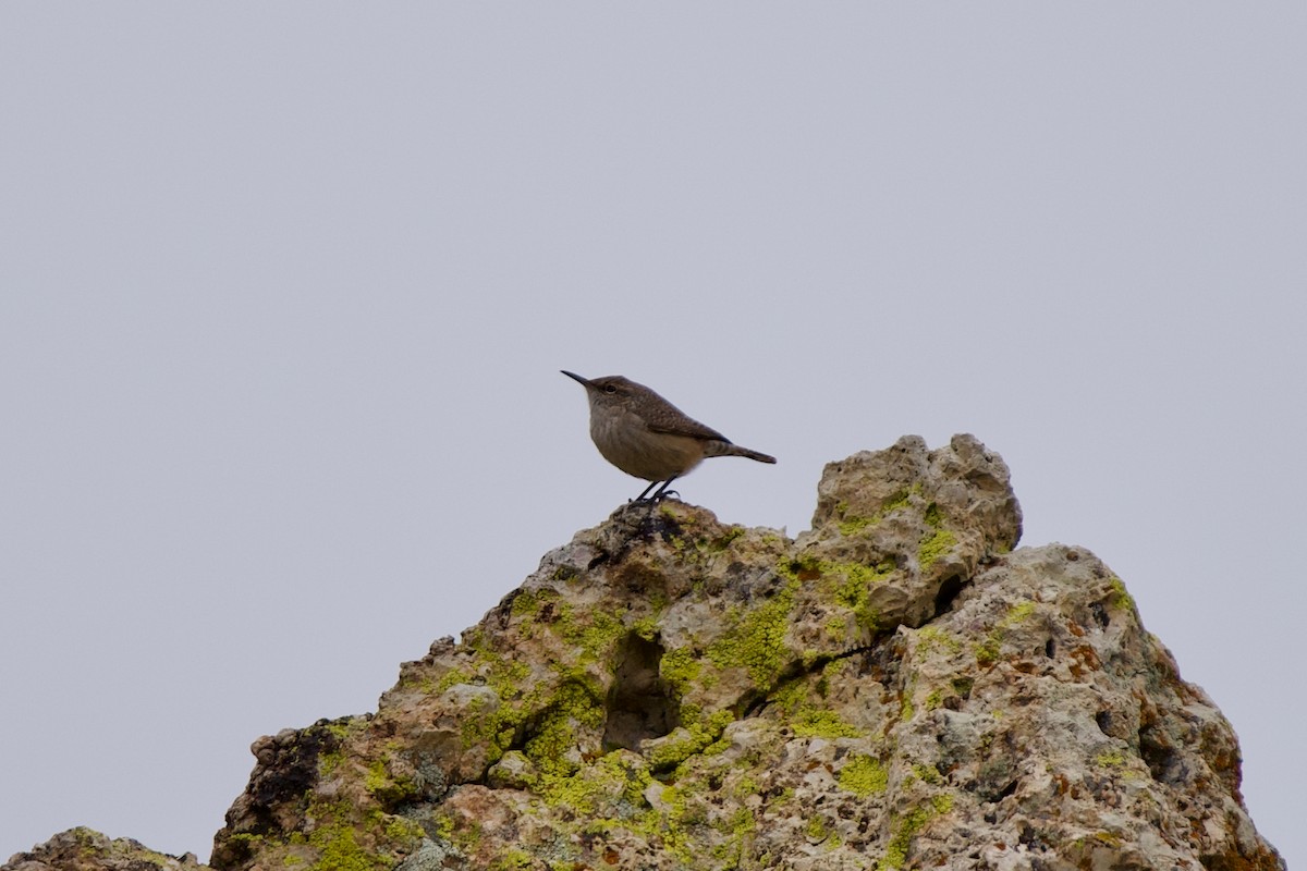 Rock Wren - ML397005281