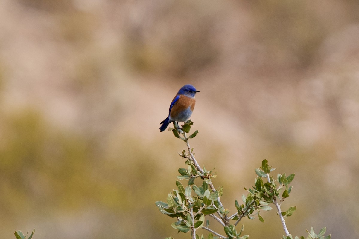 Western Bluebird - Tom E. Johnson