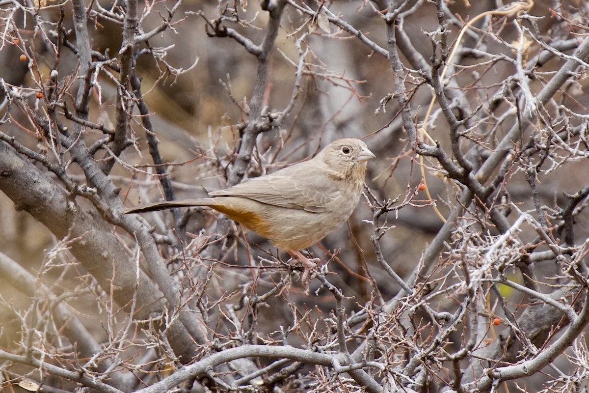 Canyon Towhee - ML397005611