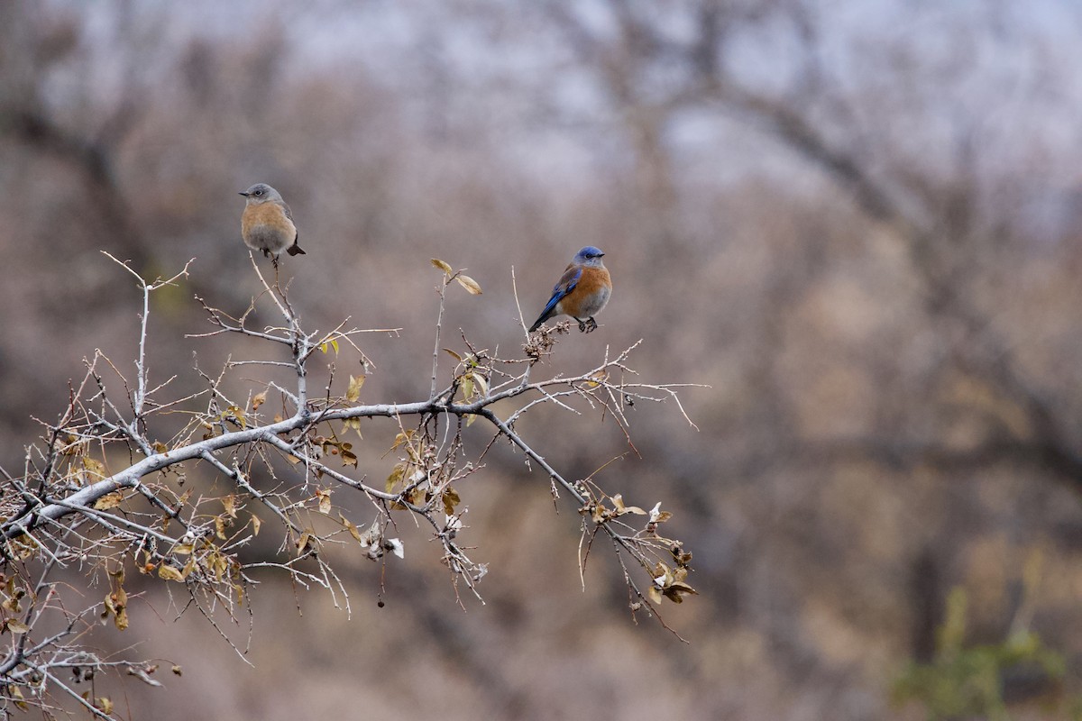 Western Bluebird - ML397005641