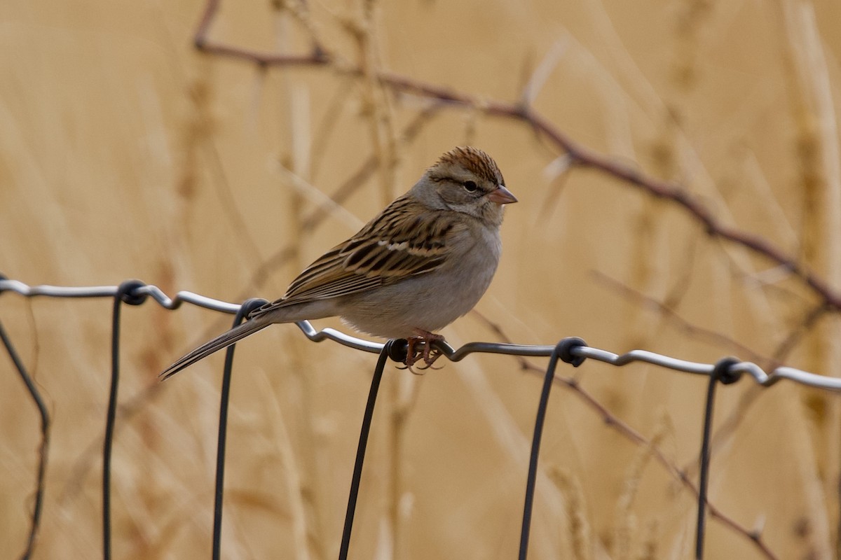 Chipping Sparrow - ML397005821