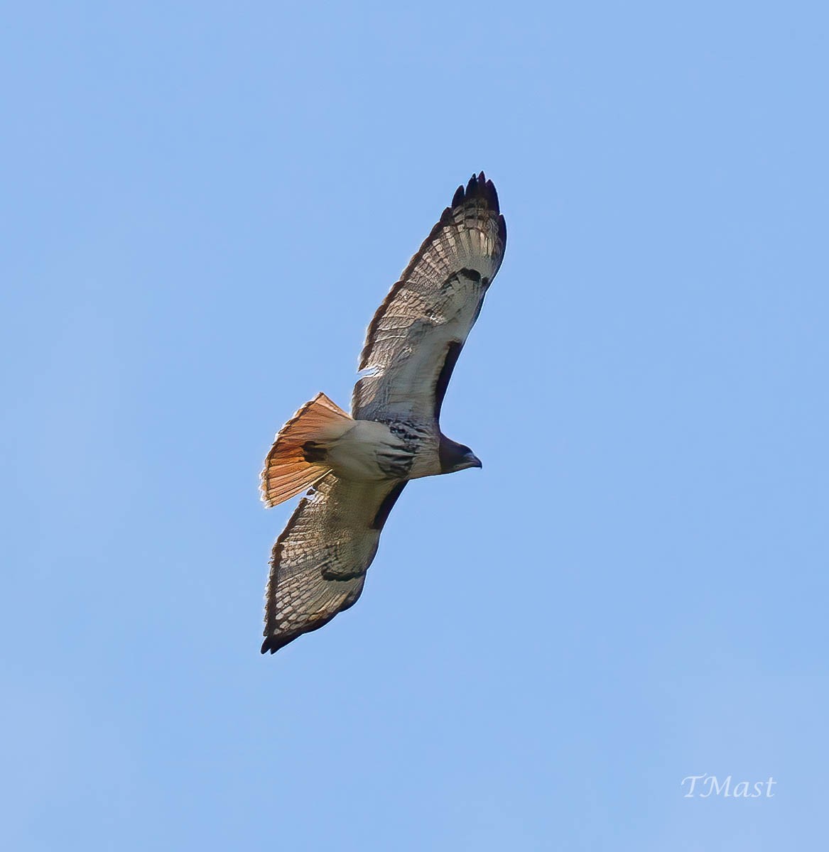 Red-tailed Hawk - ML397007101
