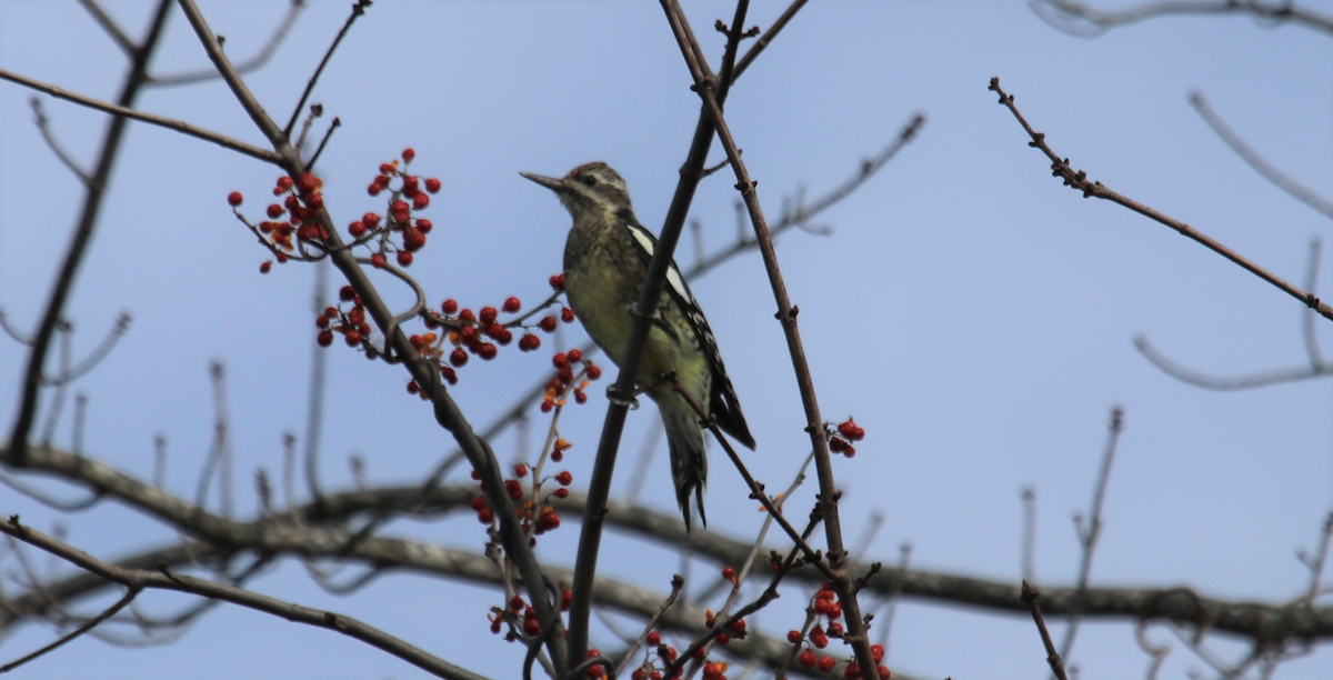 Yellow-bellied Sapsucker - ML397009051