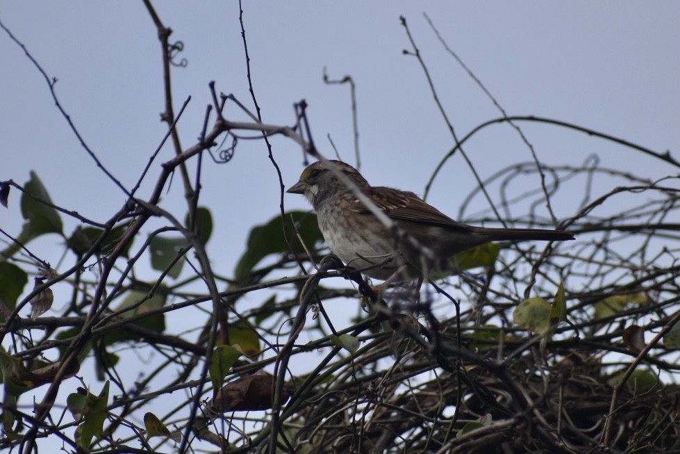 White-throated Sparrow - ML397011371
