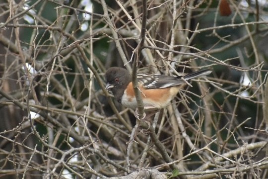 Spotted Towhee - ML397011541