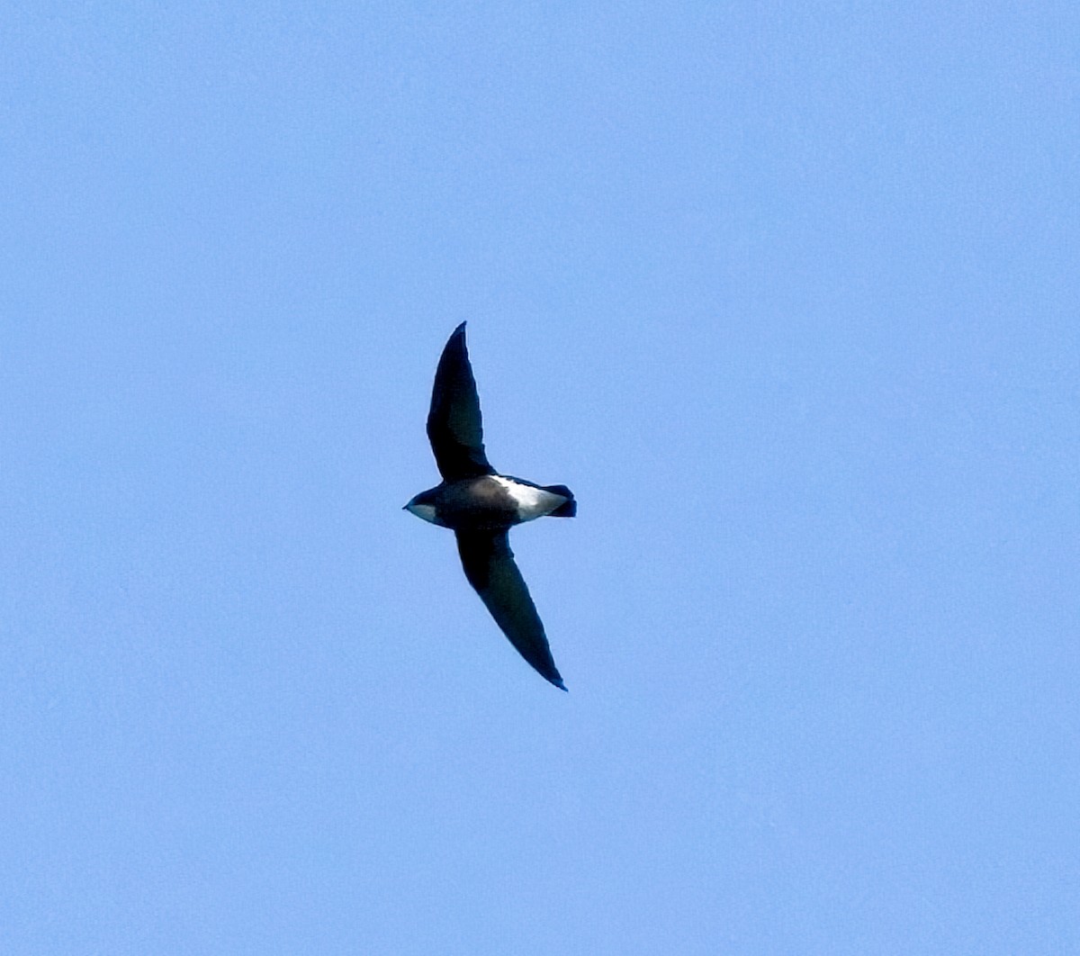 White-throated Needletail - ML397012491