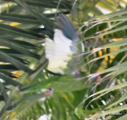 White-winged Parakeet - Steve Collins