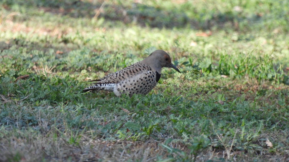 Northern Flicker - ML397013131